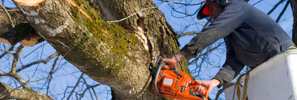 Tree Surgery Services from Pope Brothers Ltd of Chesterfield