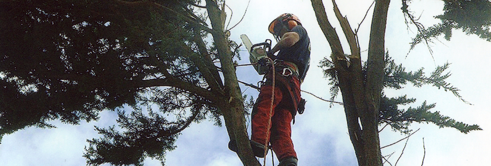 Tree Surgery Services from Pope Brothers Ltd of Chesterfield